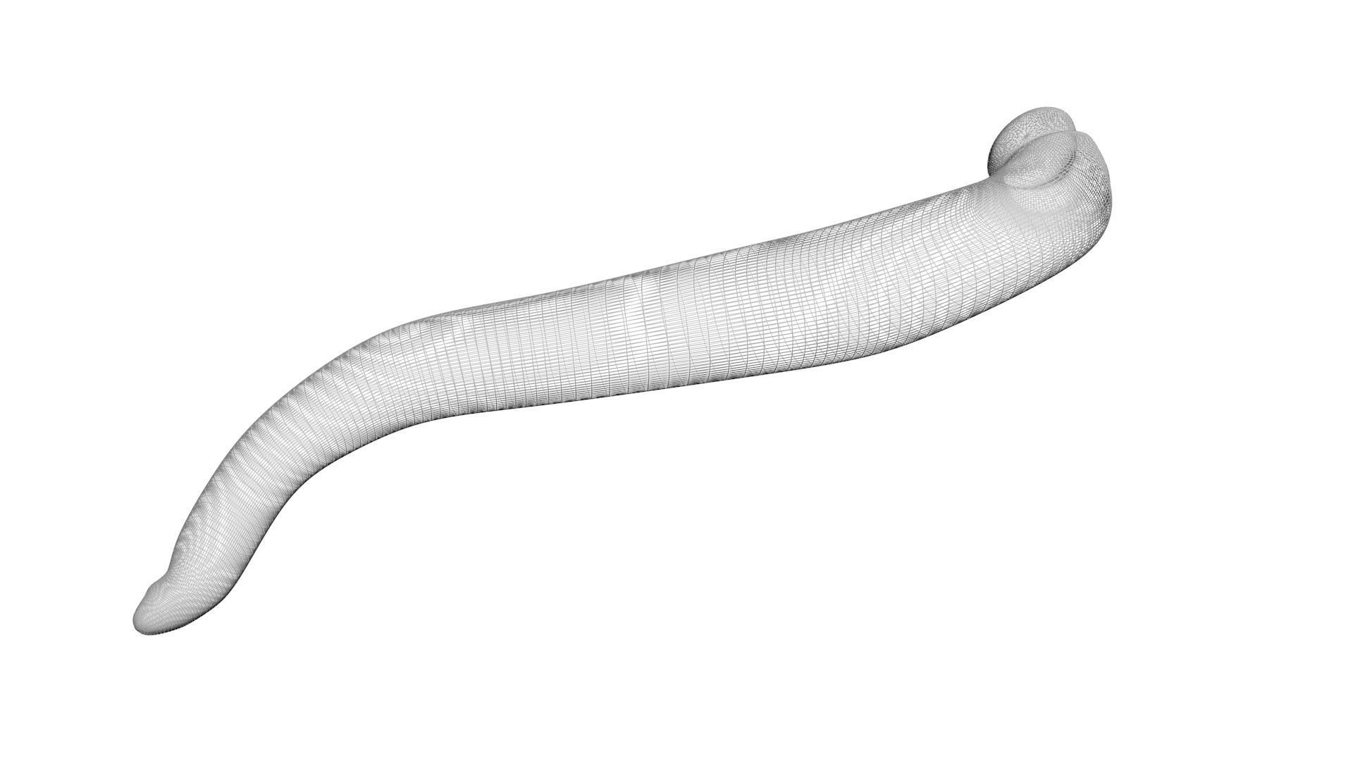 Leech Hirudo Medicinalis 3D model_16