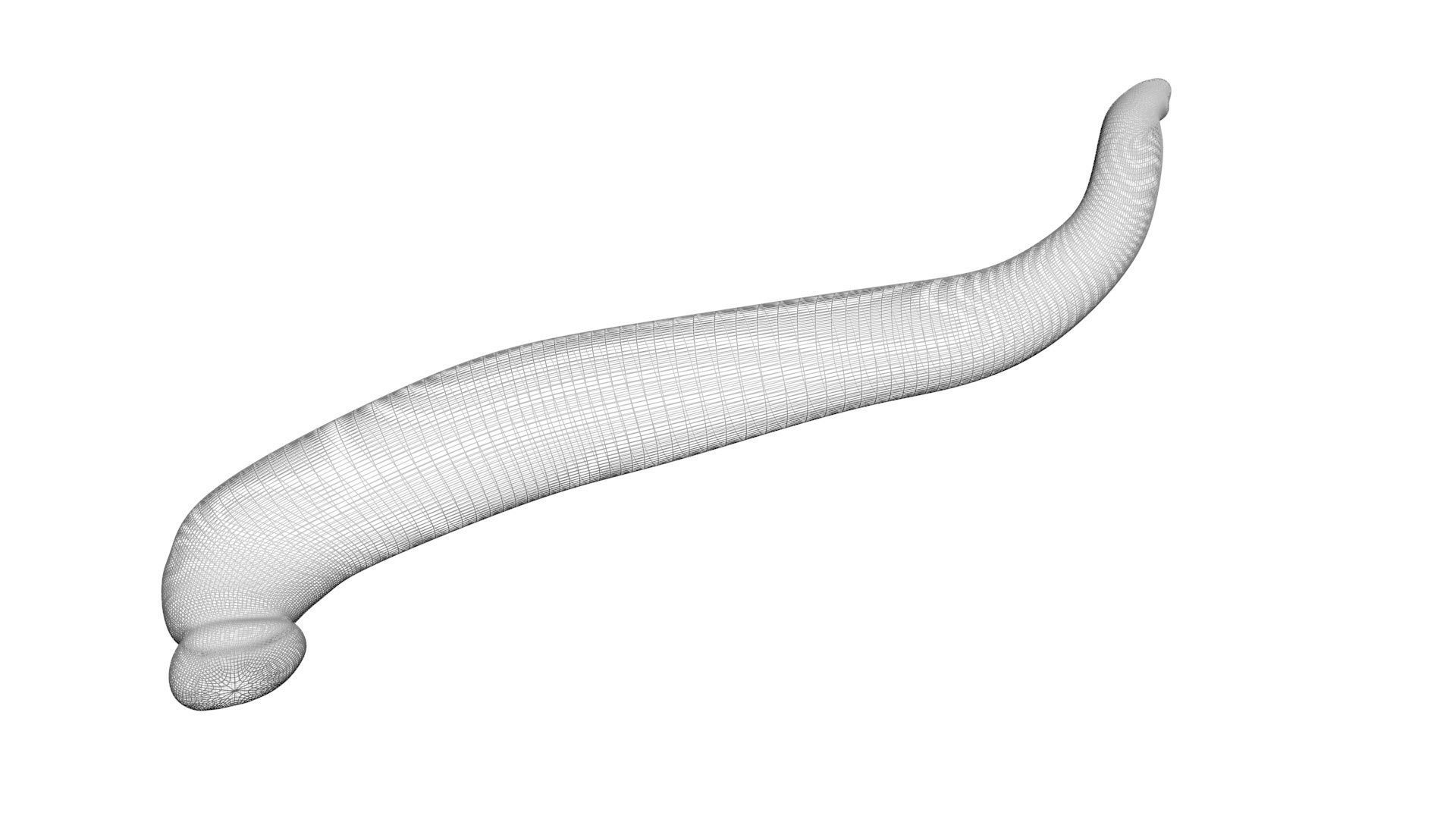 Leech Hirudo Medicinalis 3D model_18