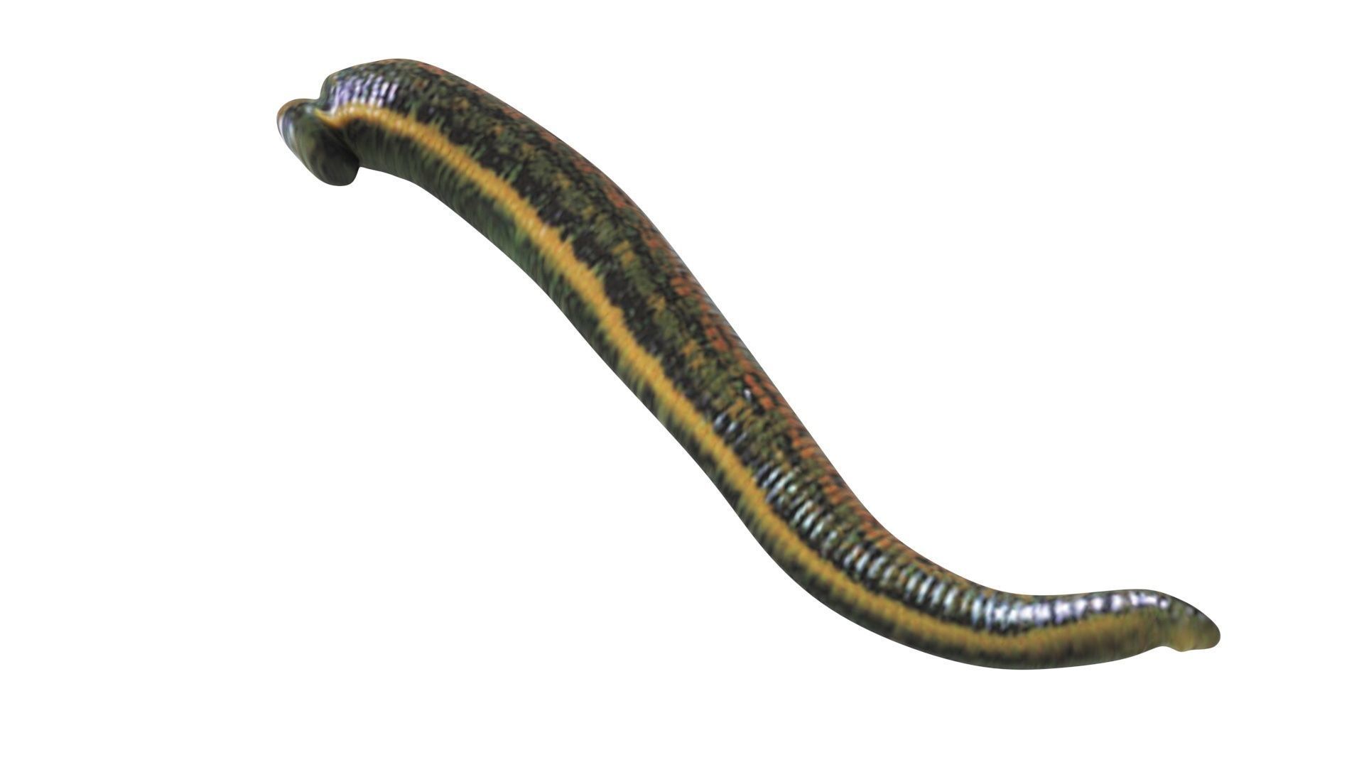 Leech Hirudo Medicinalis 3D model_8