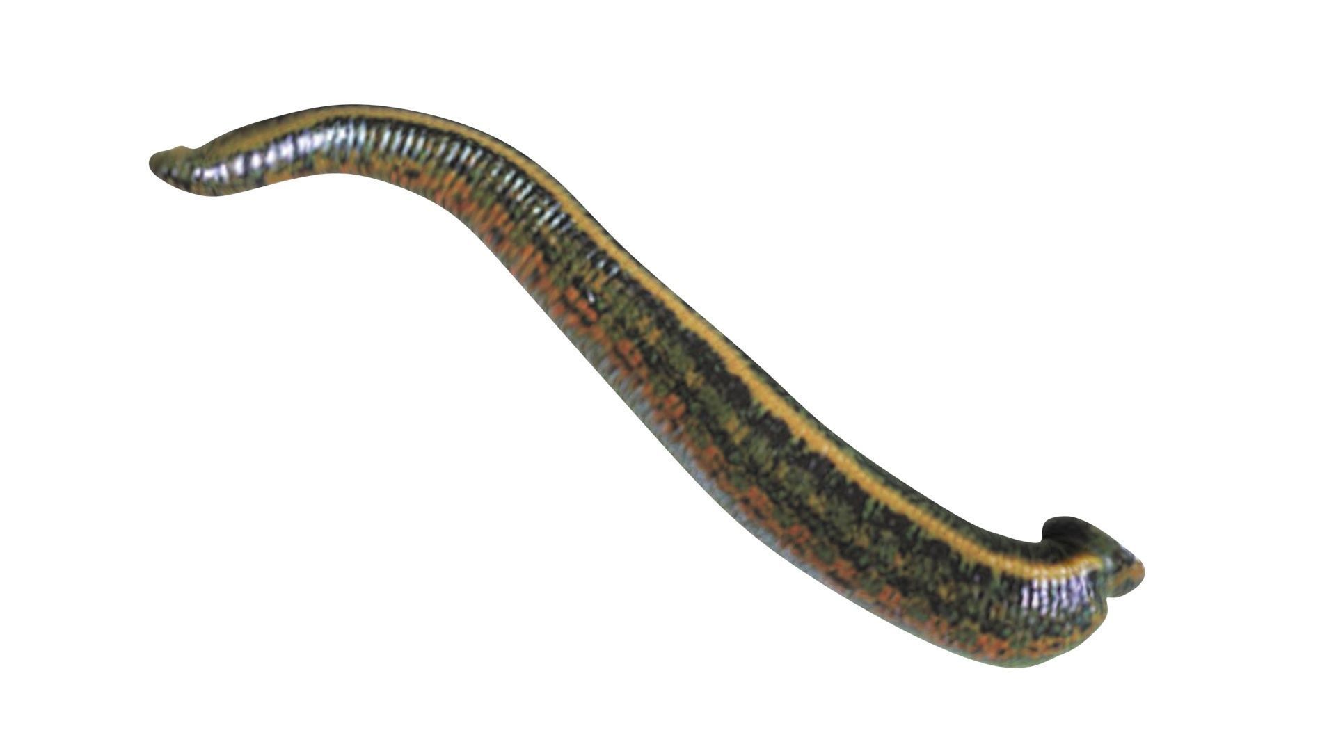 Leech Hirudo Medicinalis 3D model_10