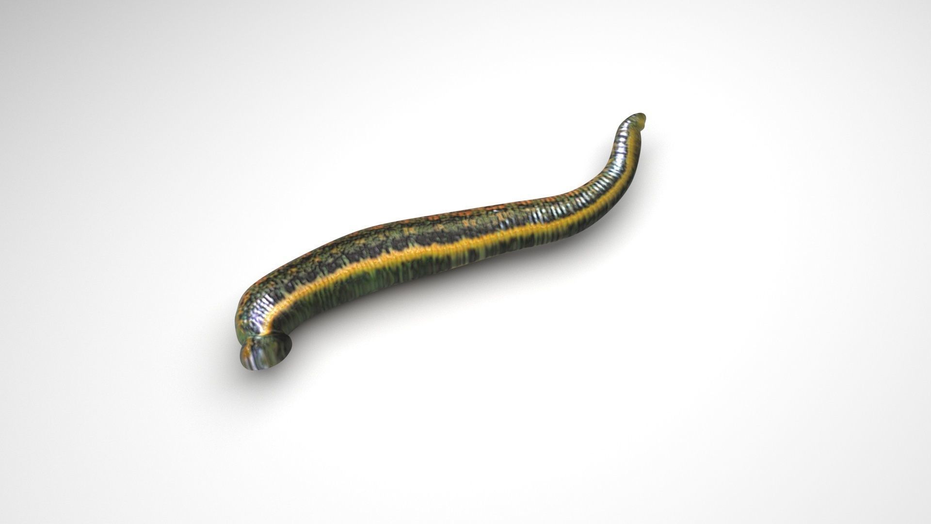 Leech Hirudo Medicinalis 3D model_4