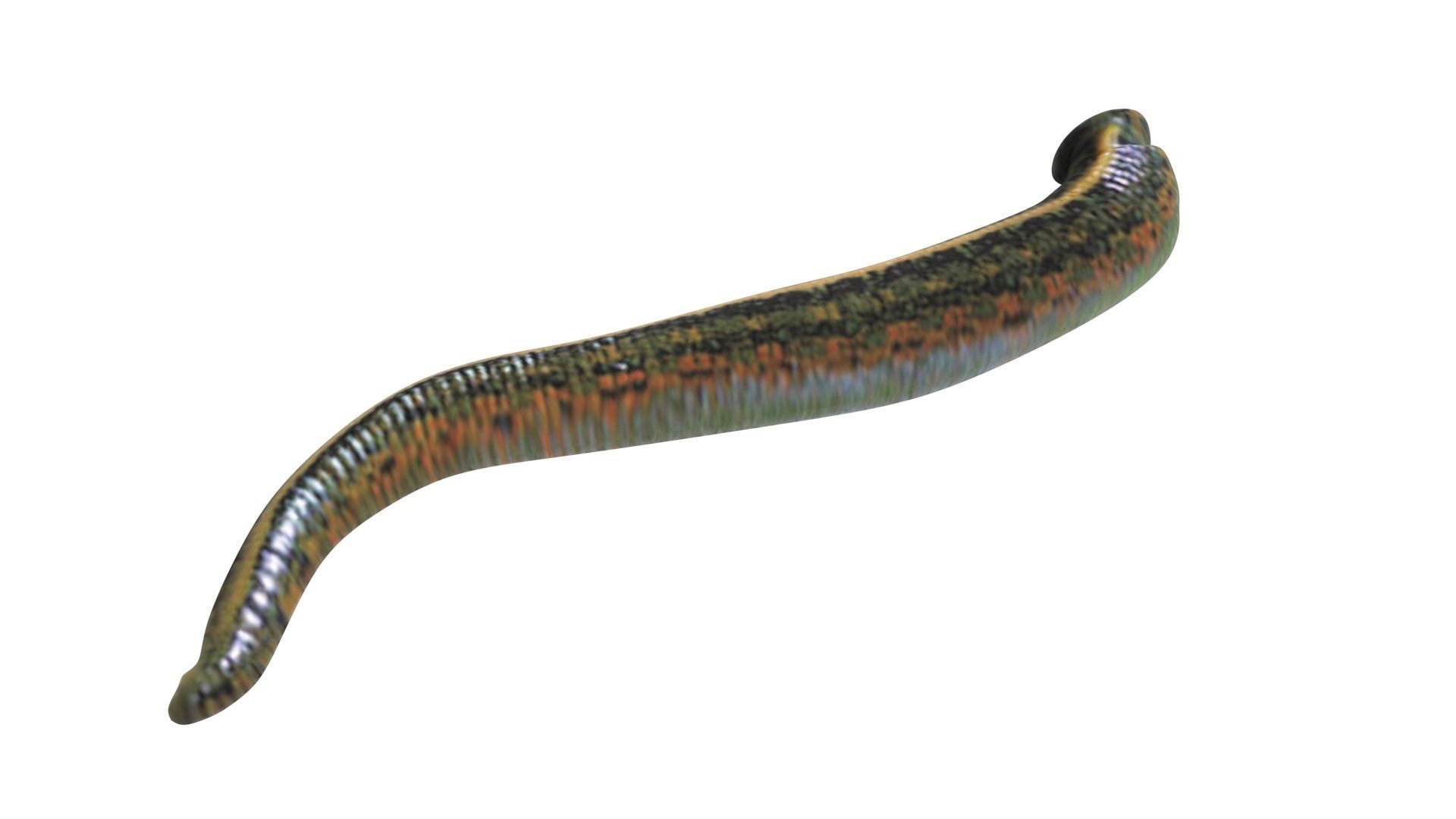Leech Hirudo Medicinalis 3D model_9
