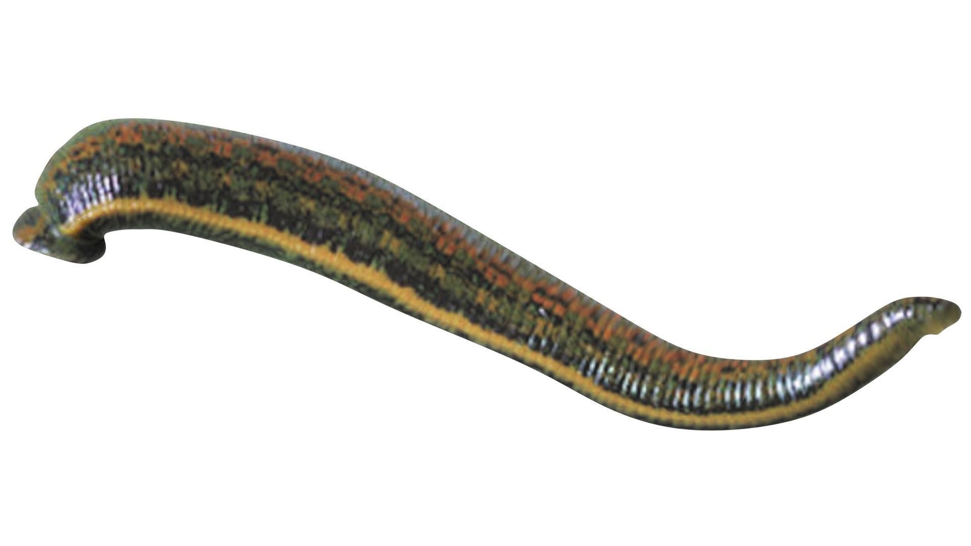 Leech Hirudo Medicinalis 3D model_13