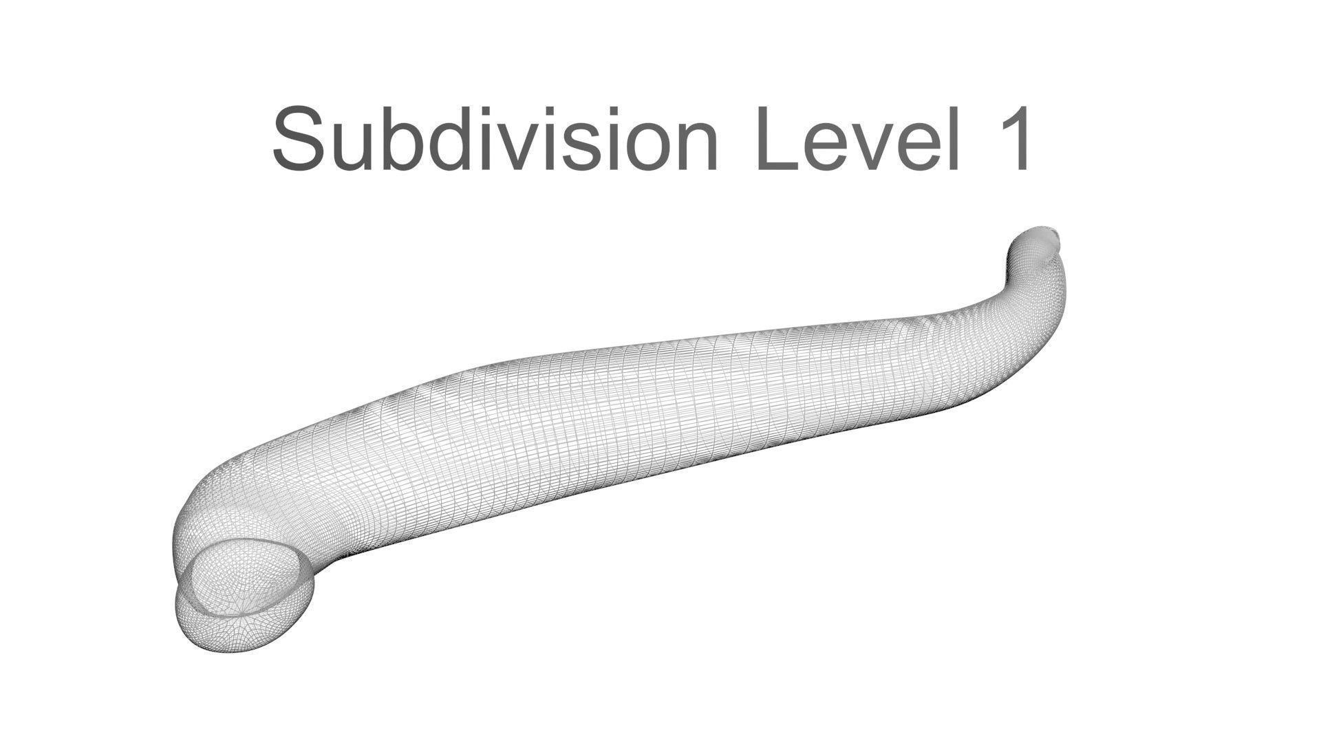Leech Hirudo Medicinalis 3D model_21
