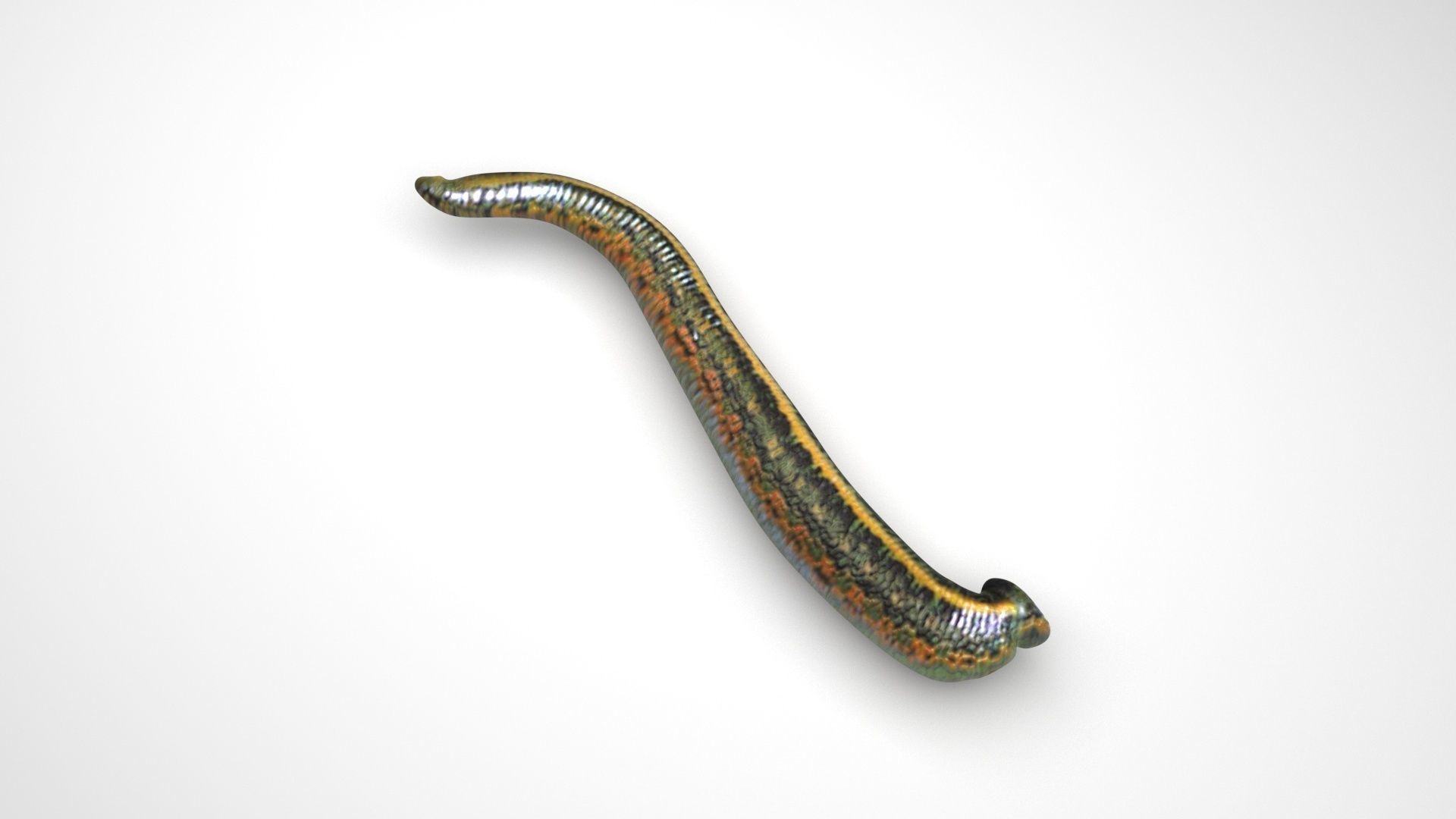 Leech Hirudo Medicinalis 3D model_3