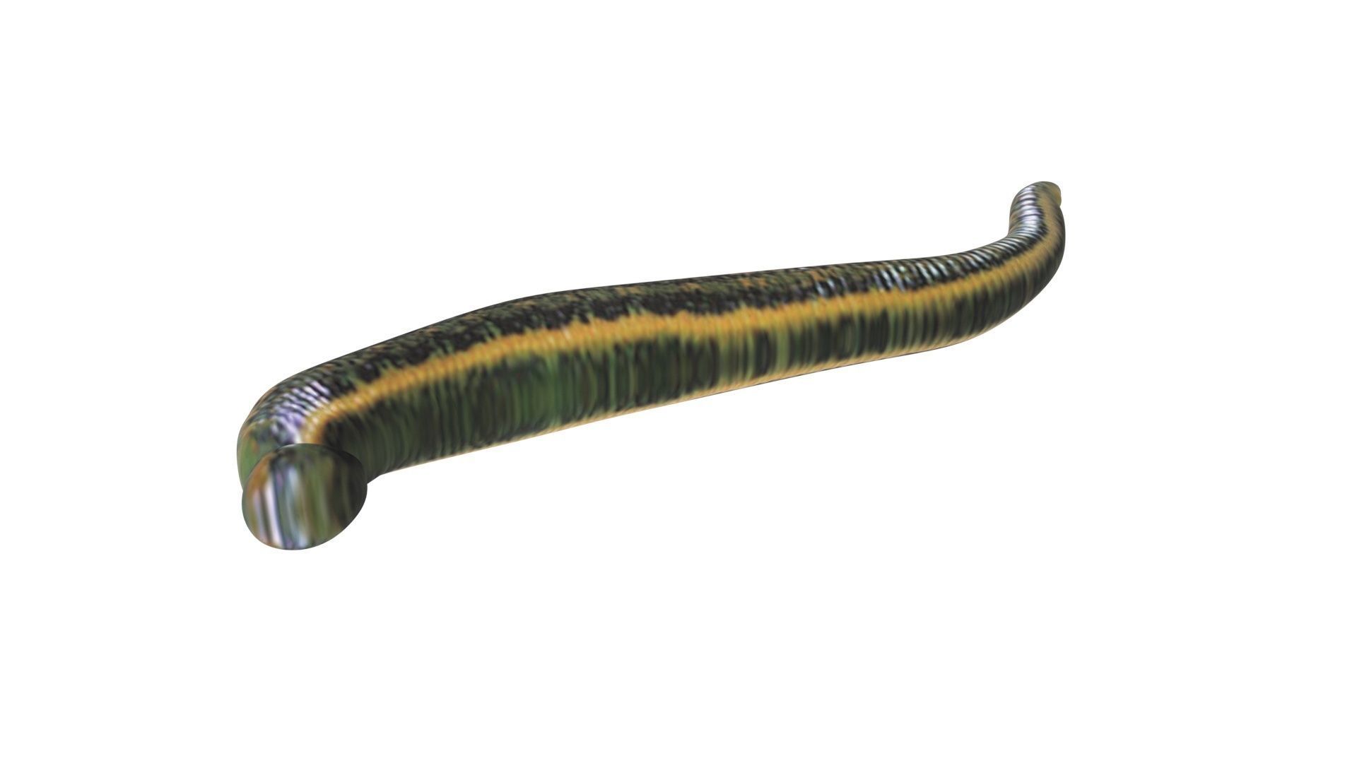 Leech Hirudo Medicinalis 3D model_7