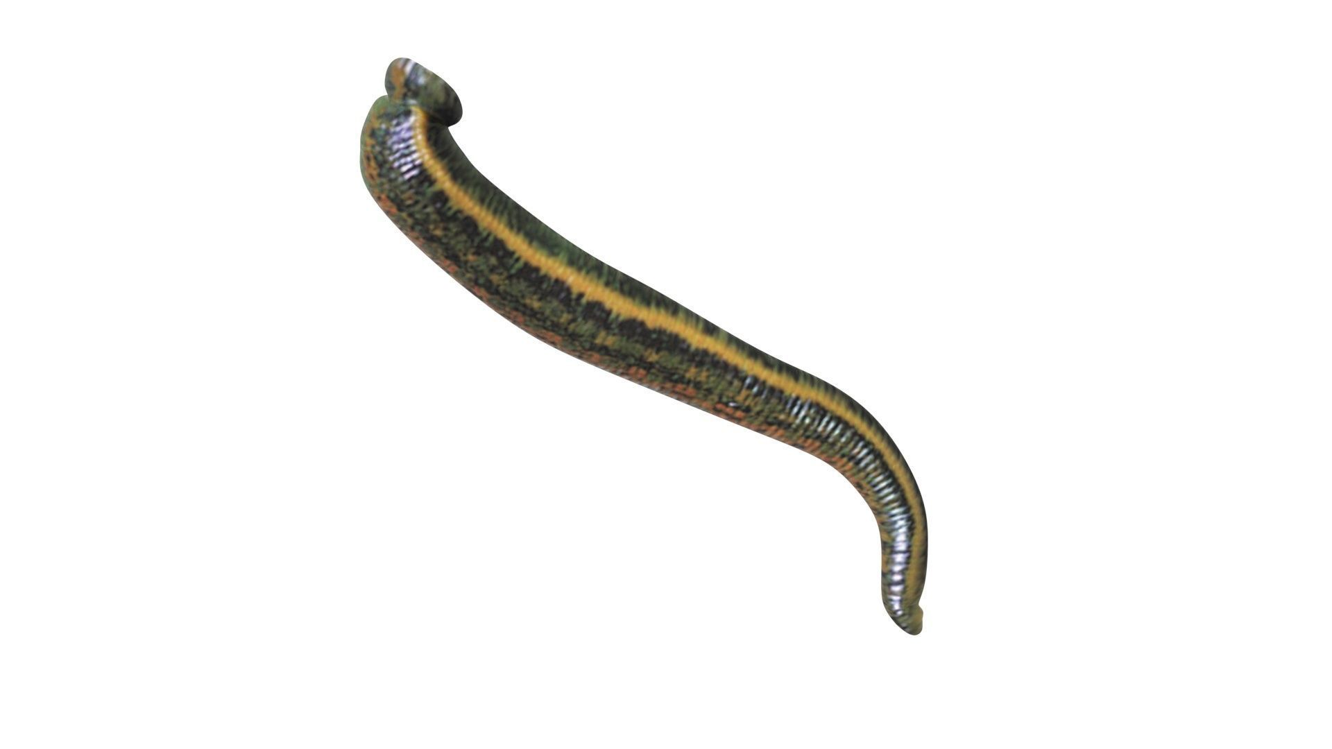 Leech Hirudo Medicinalis 3D model_12