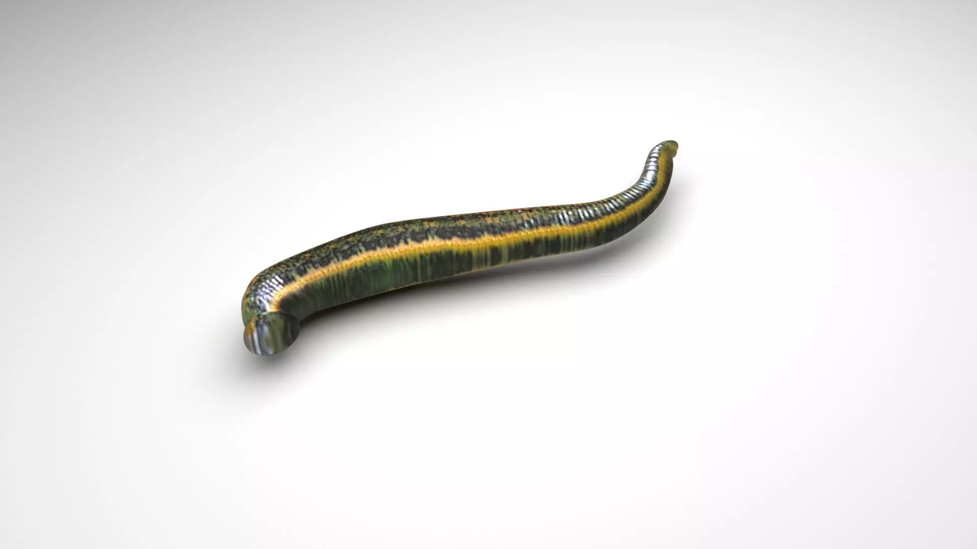 Leech Hirudo Medicinalis 3D model_0