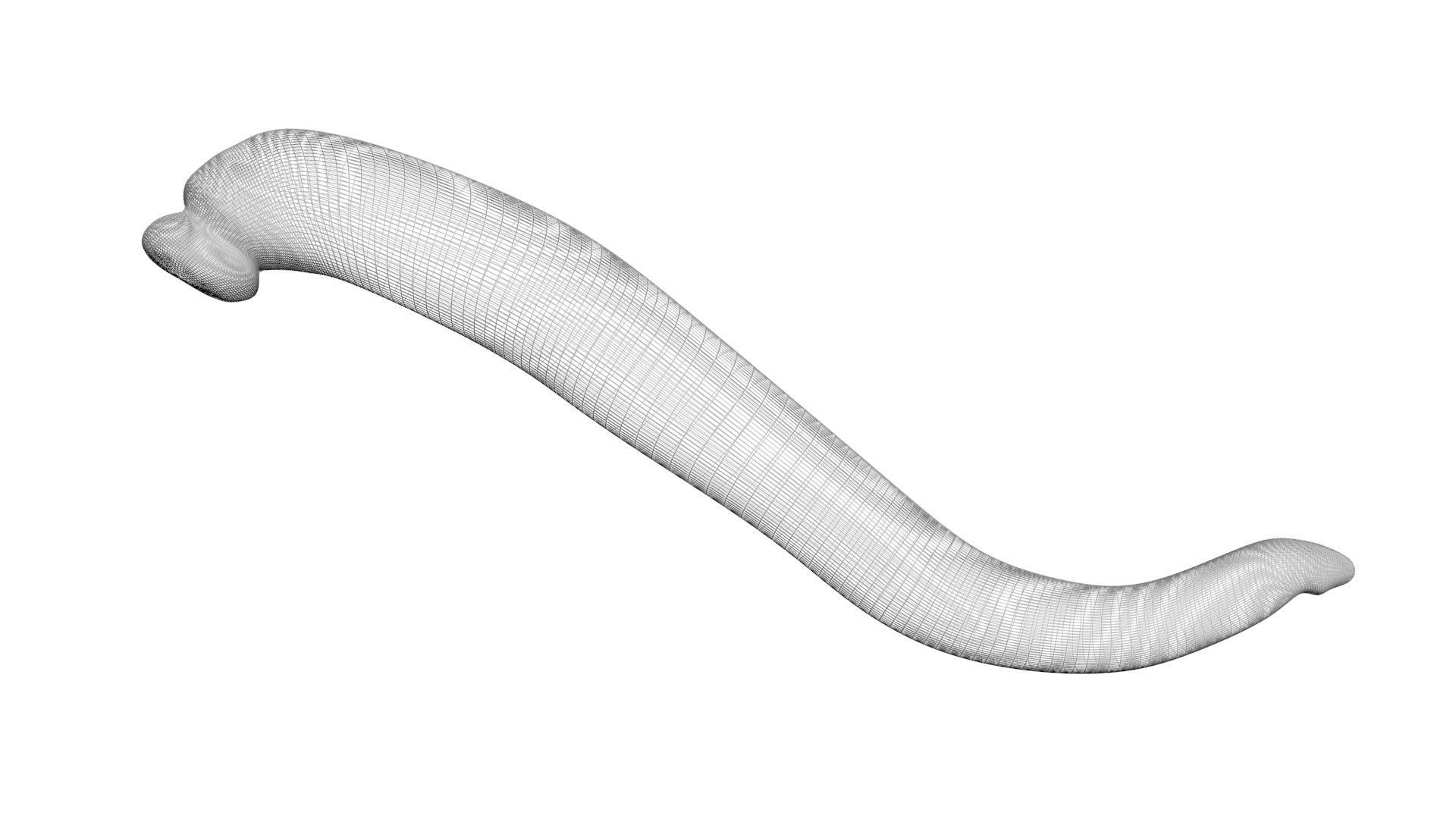 Leech Hirudo Medicinalis 3D model_15