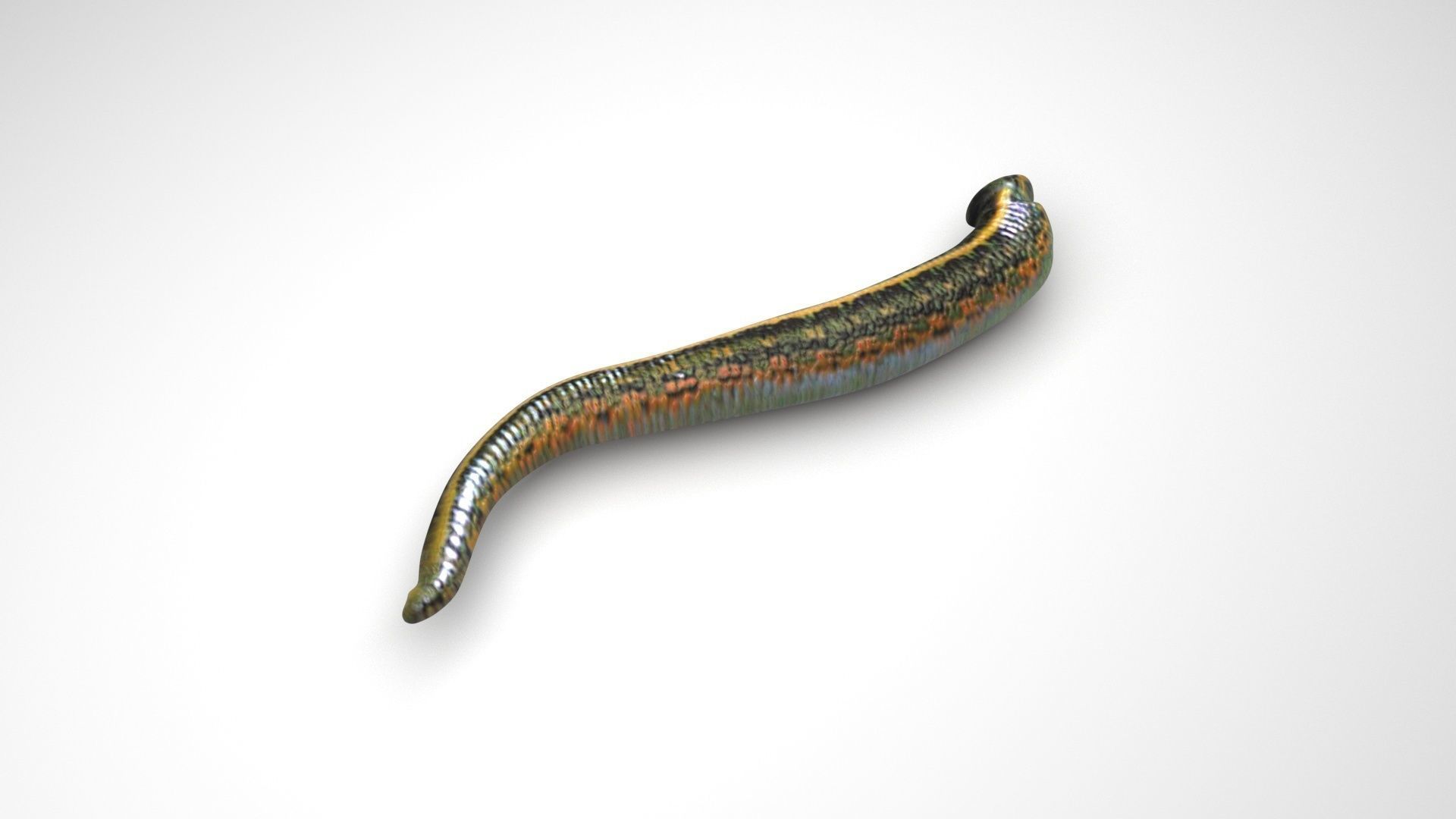 Leech Hirudo Medicinalis 3D model_2