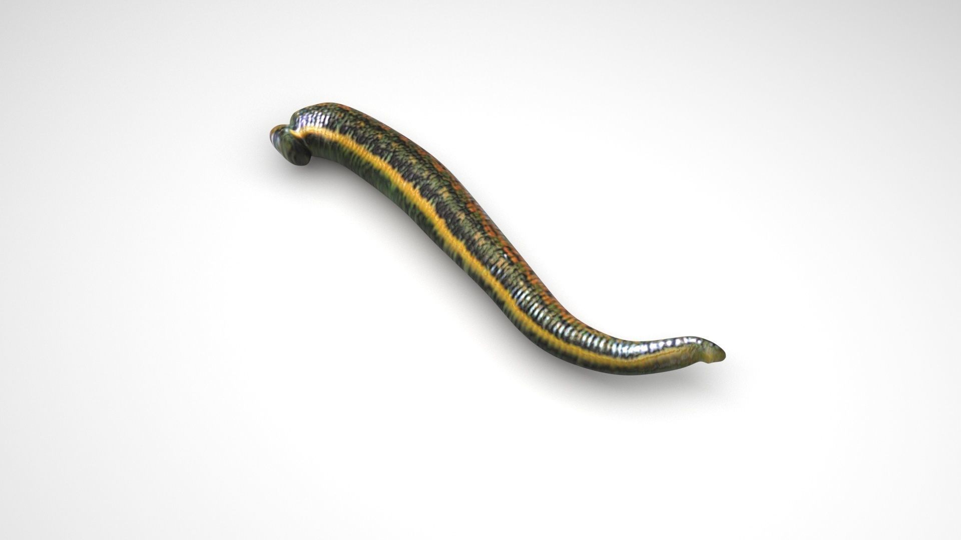 Leech Hirudo Medicinalis 3D model_1