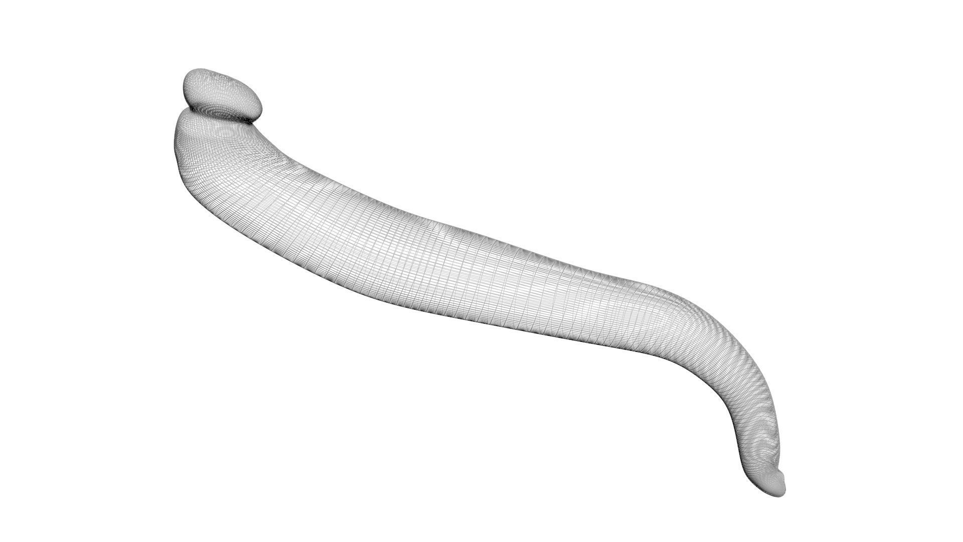 Leech Hirudo Medicinalis 3D model_19