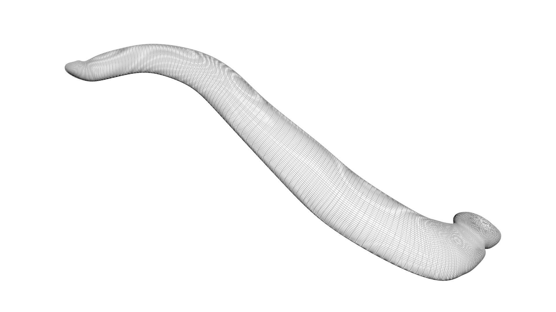 Leech Hirudo Medicinalis 3D model_17