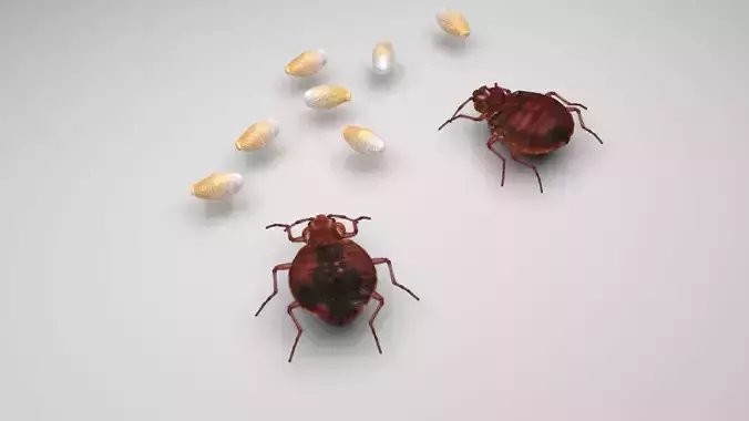 Bedbugs Set 3D model