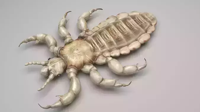 Head Louse Male