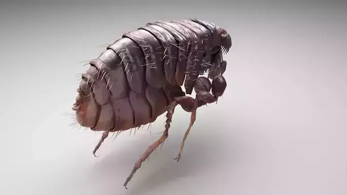 Jumping Flea