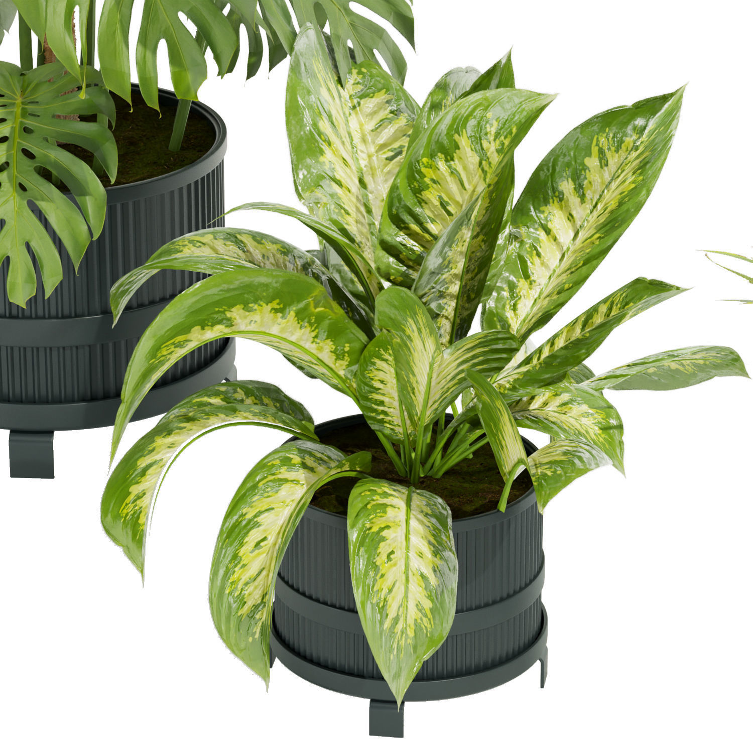 Collection plant vol 384- indoor - palm - aglaonema - fern 3D model_4