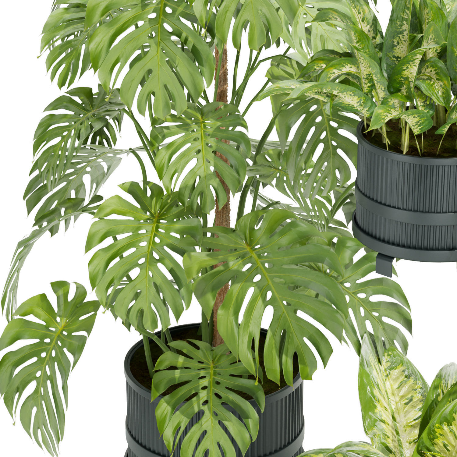 Collection plant vol 384- indoor - palm - aglaonema - fern 3D model_3
