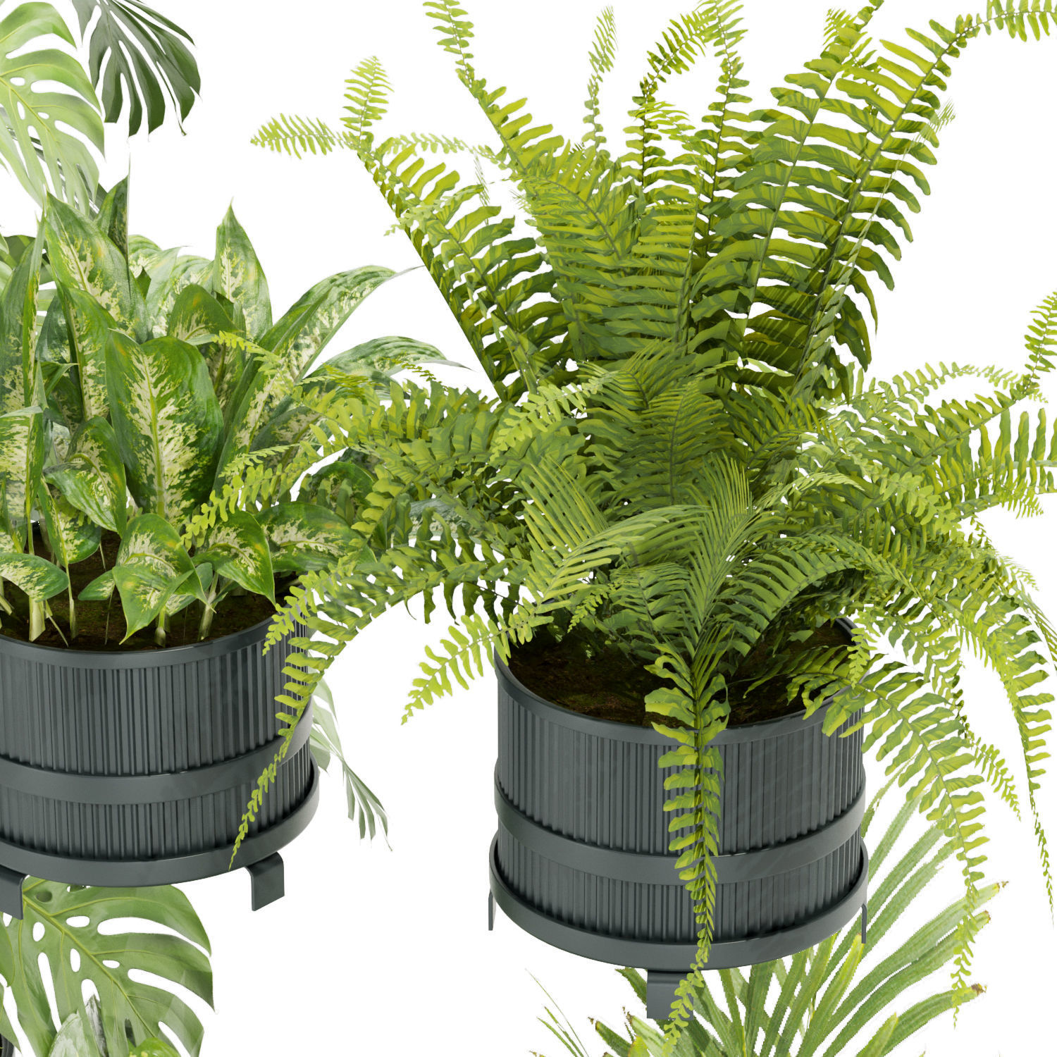 Collection plant vol 384- indoor - palm - aglaonema - fern 3D model_2