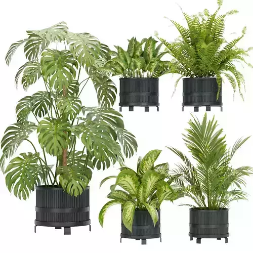 Collection plant vol 384- indoor - palm - aglaonema - fern 3D model