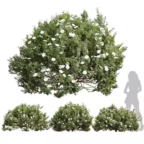New Plant Cistus Albidus Zistrose Flower White 3D model