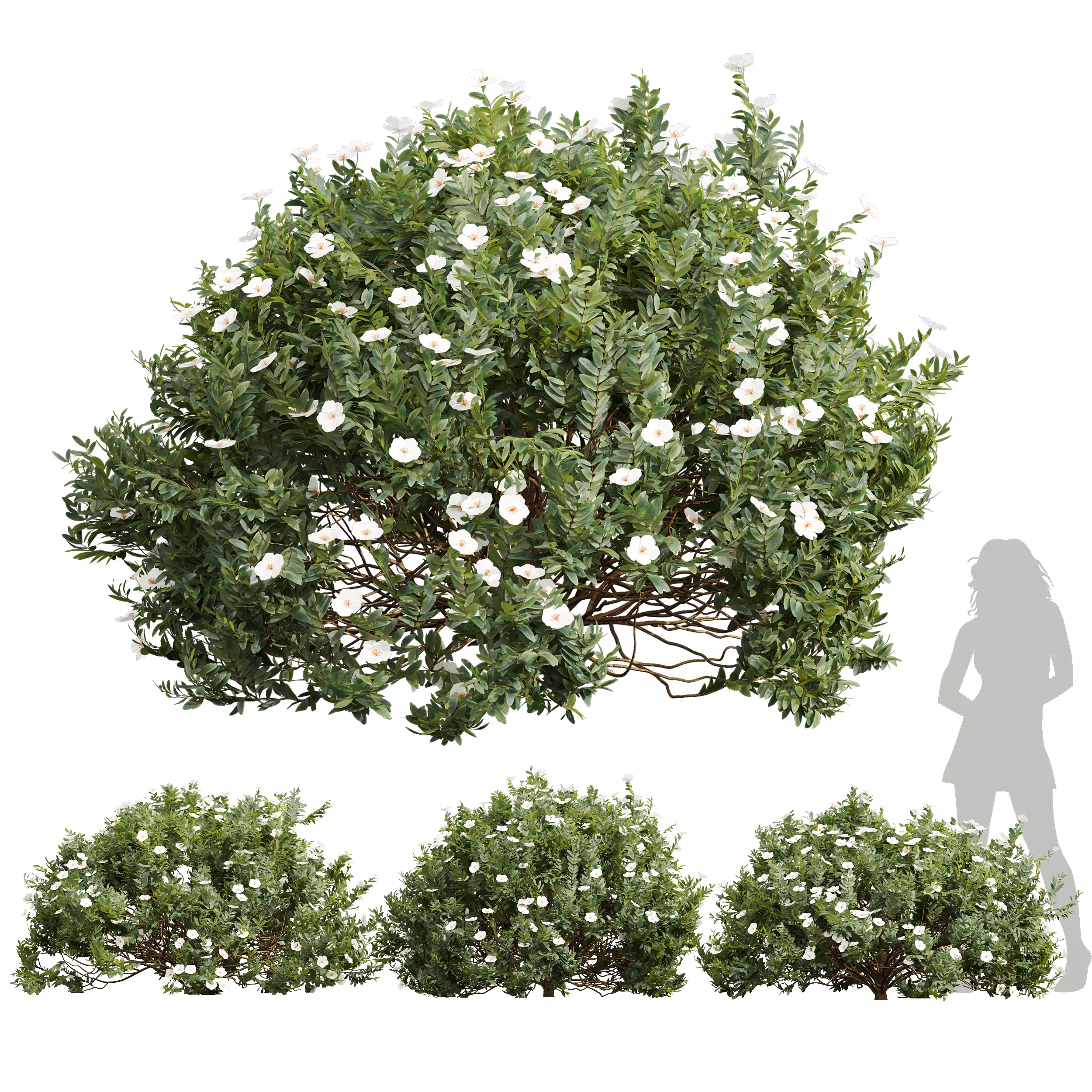 New Plant Cistus Albidus Zistrose Flower White 3D model_0