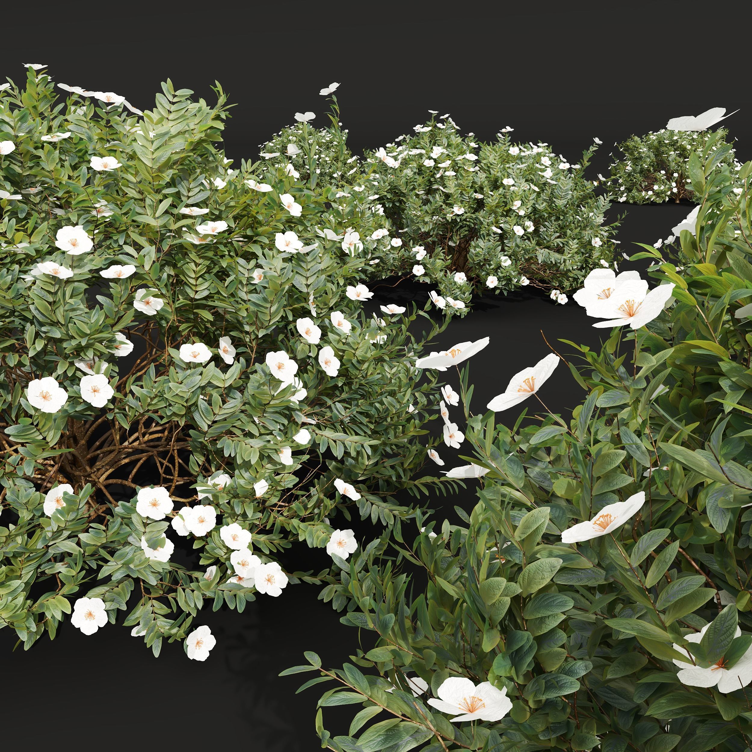 New Plant Cistus Albidus Zistrose Flower White 3D model_3
