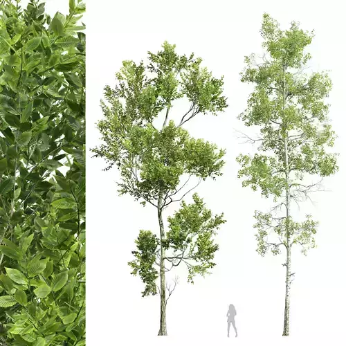 Fagus Grandifolia and Populus Tremuloides 3D model