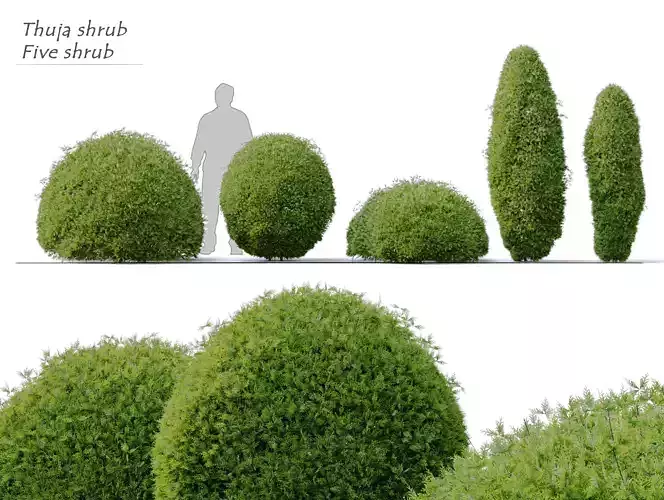 Thuja shrub 3D model
