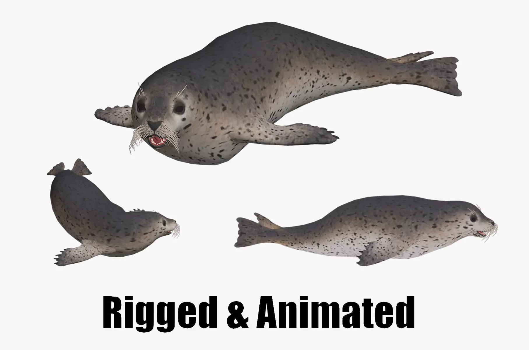 animated seal sea lion Low-poly 3D model