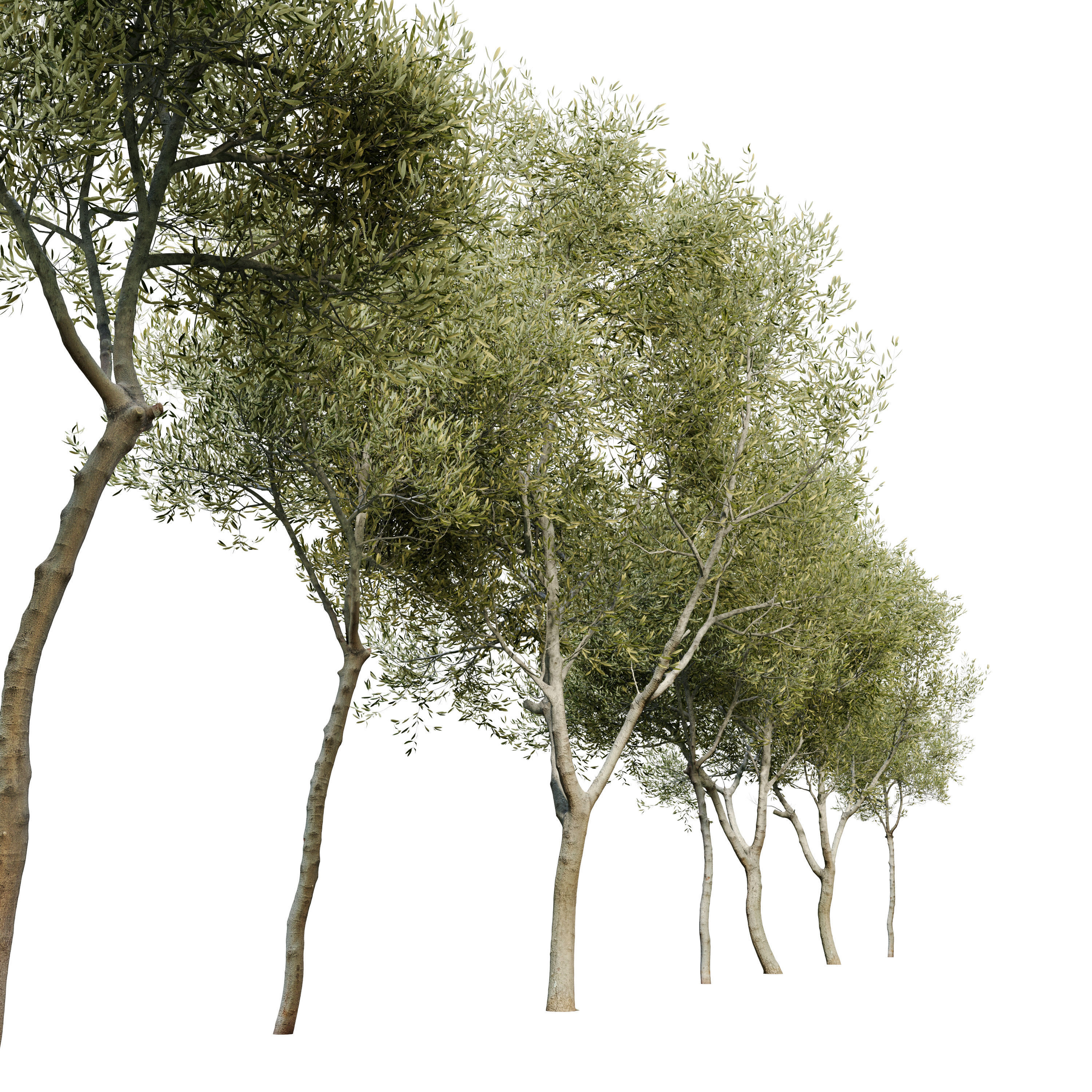 Olea europaea 3D model_1