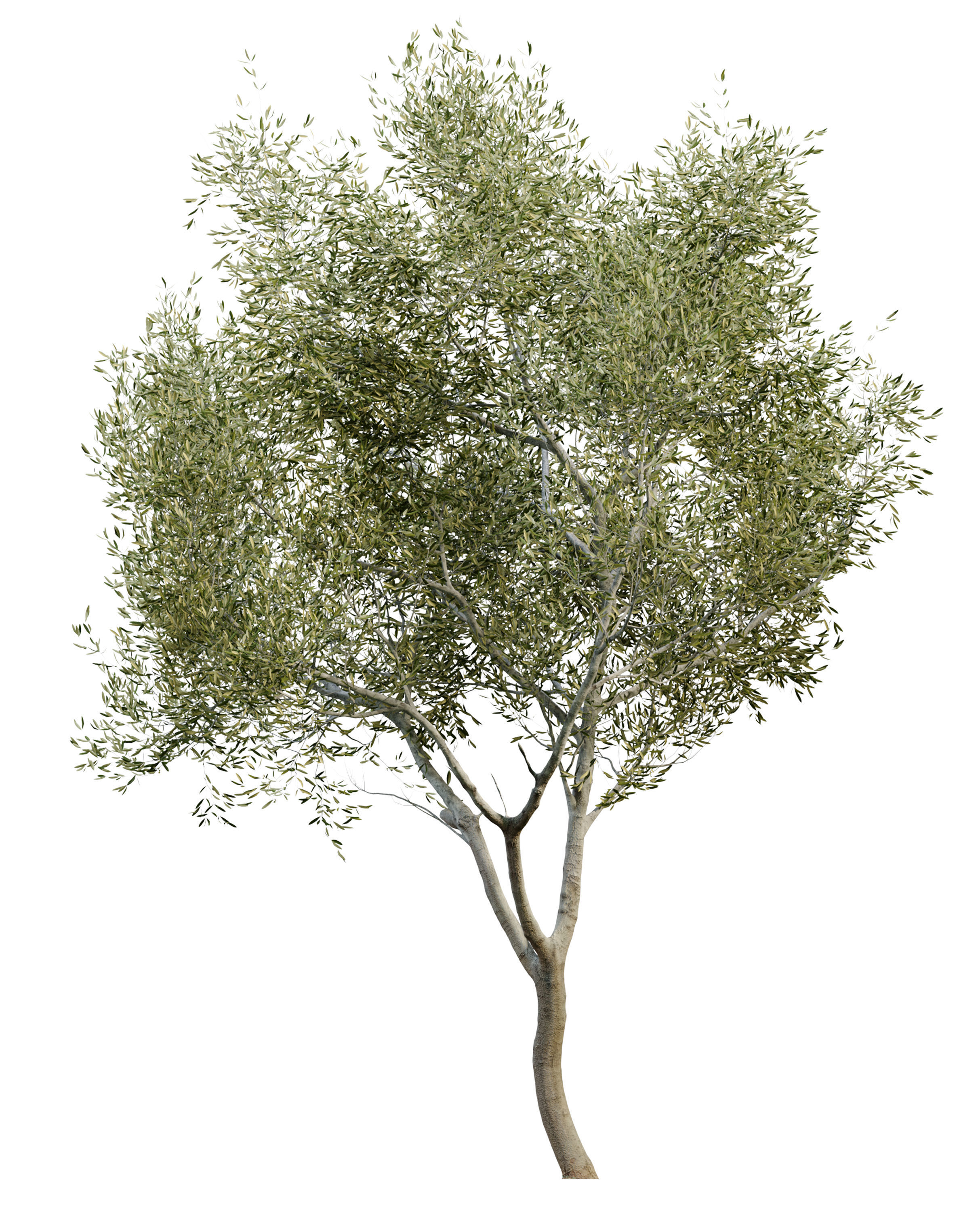 Olea europaea 3D model_4