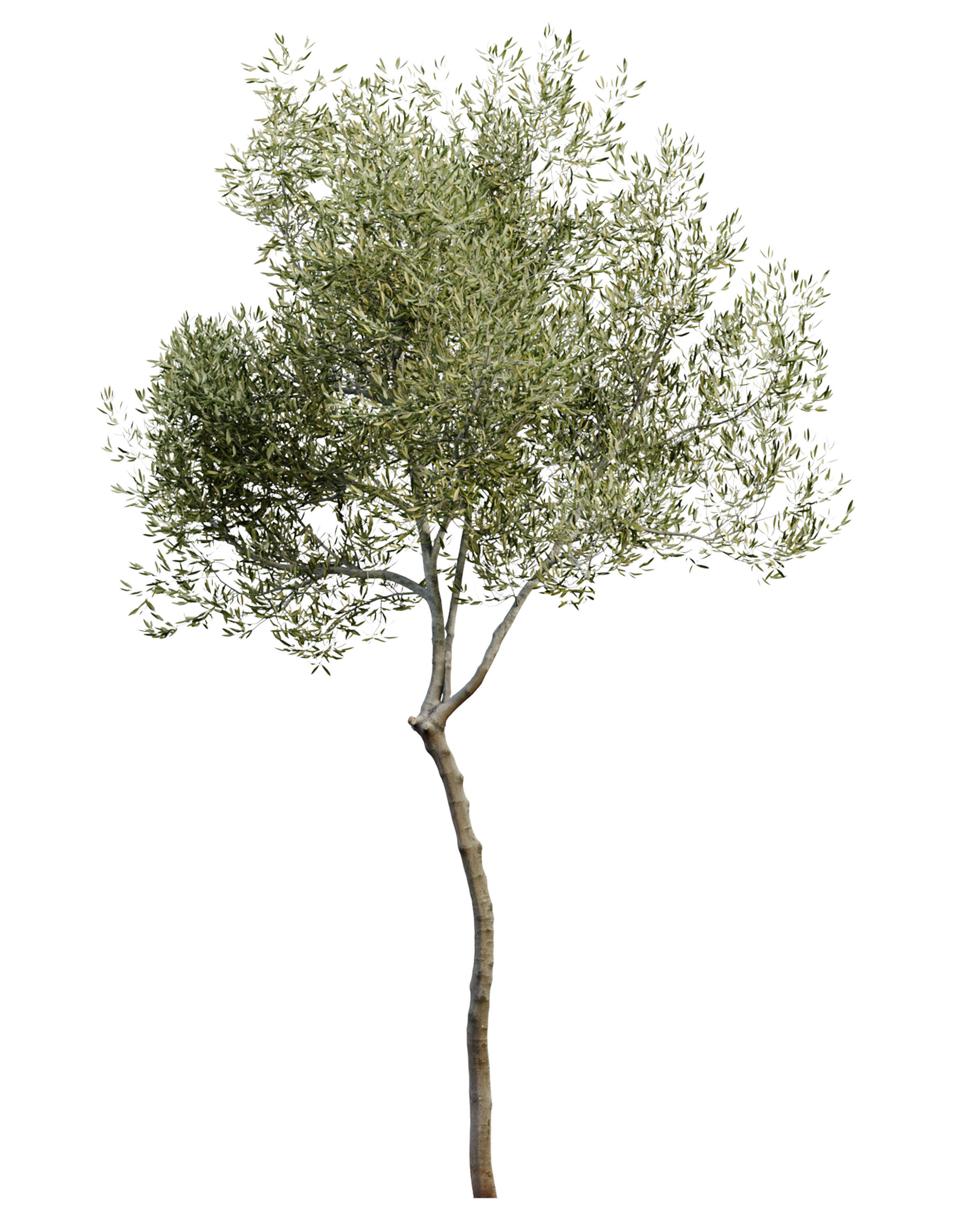 Olea europaea 3D model_3