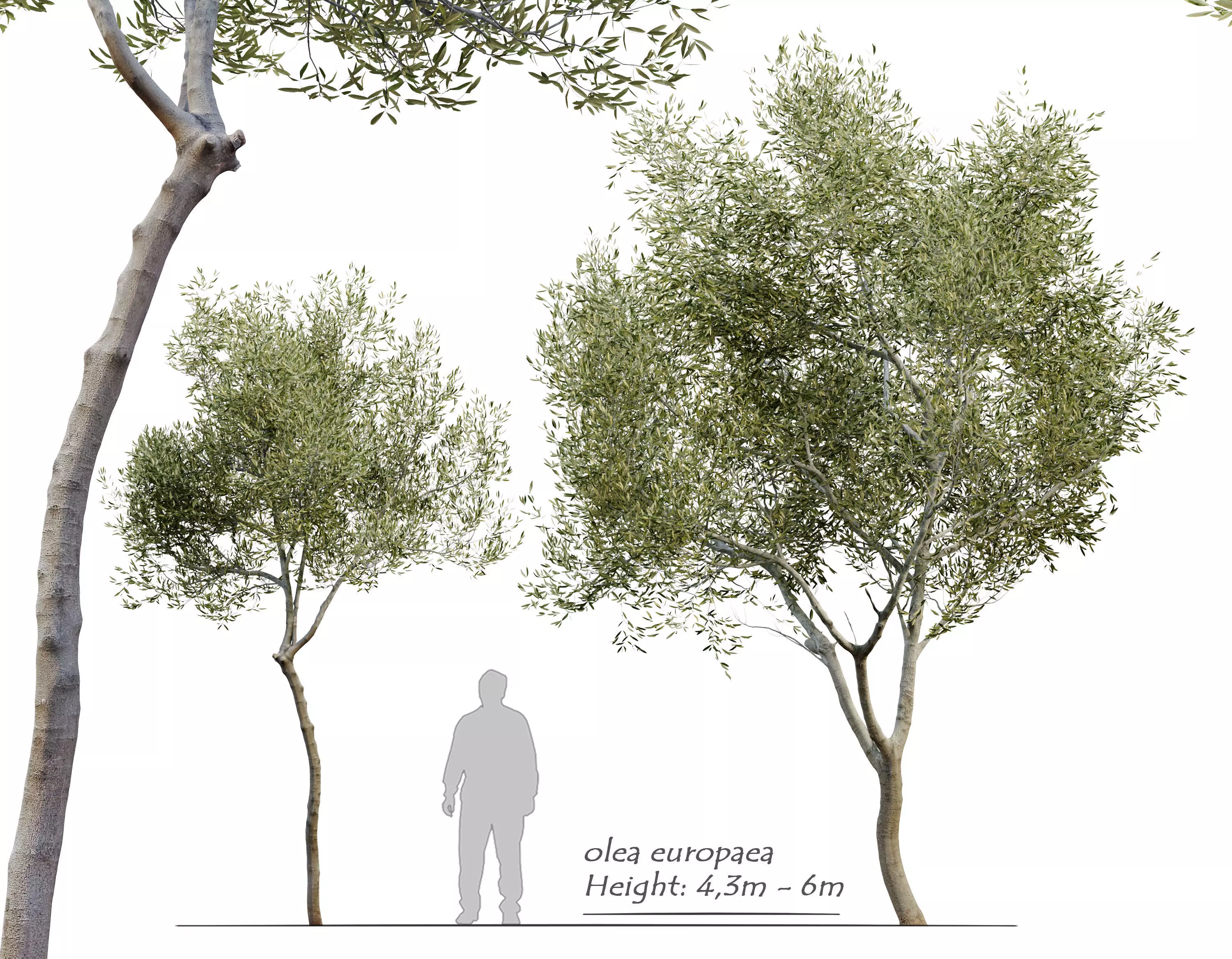 Olea europaea 3D model_0