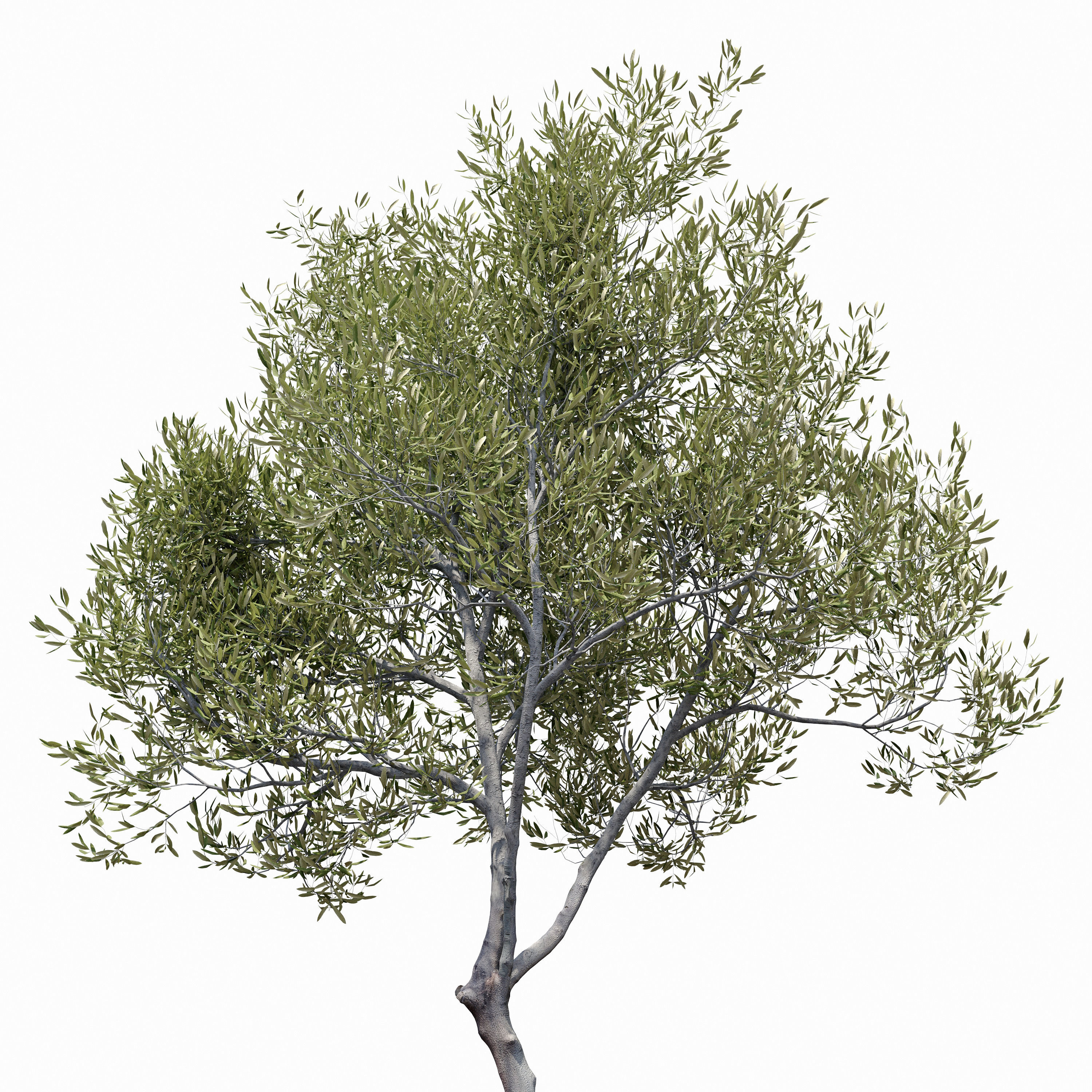 Olea europaea 3D model_2