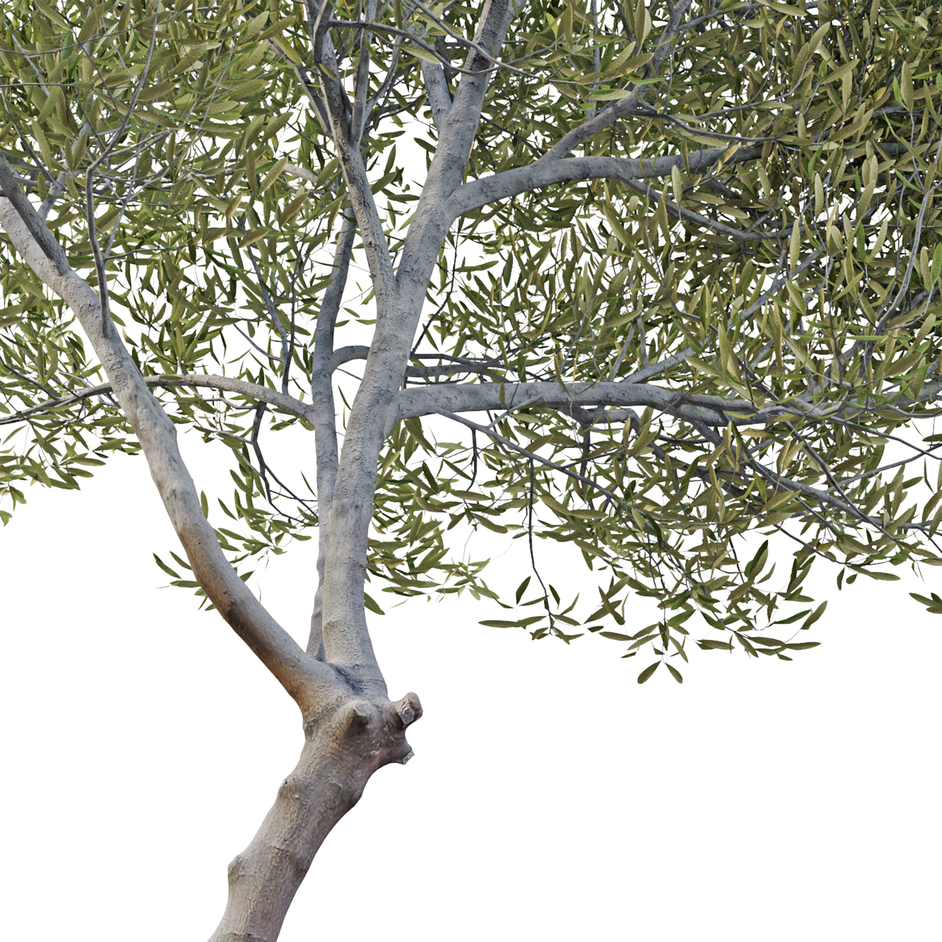 Olea europaea 3D model_5
