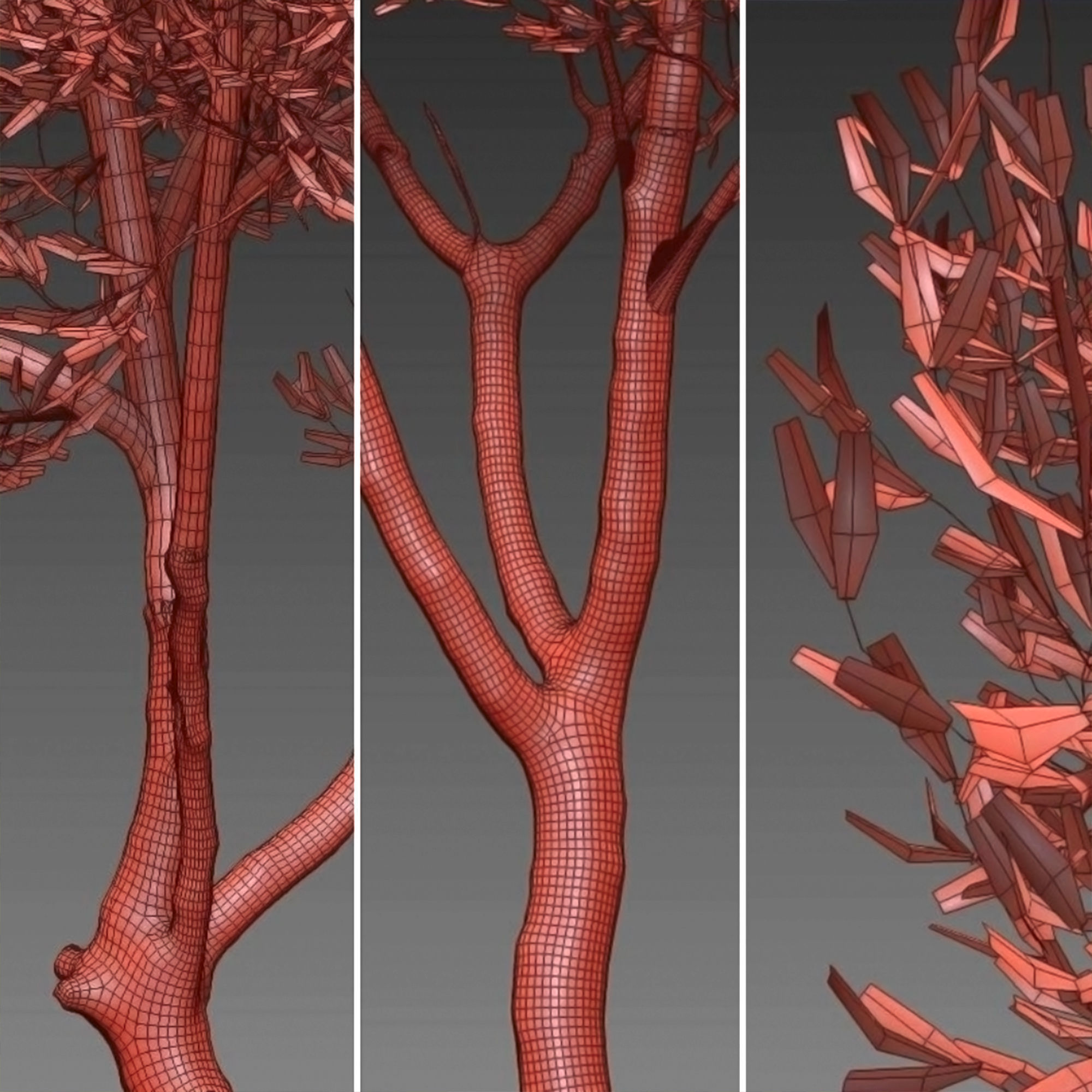 Olea europaea 3D model_6