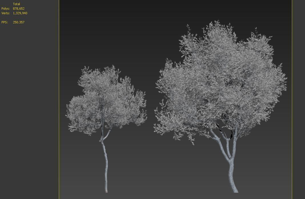 Olea europaea 3D model_7