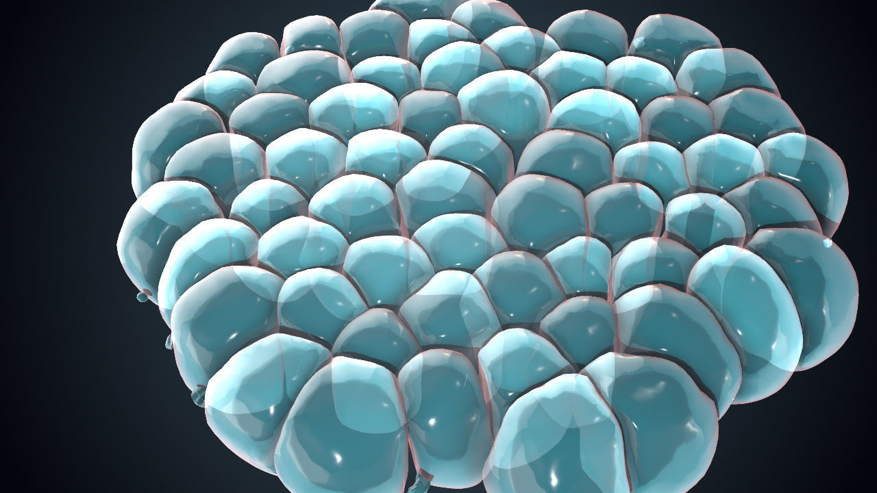 Cell Division Animated 3D Sequence Low-poly 3D model_6