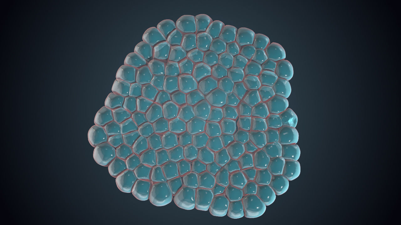 Cell Division Animated 3D Sequence Low-poly 3D model_9