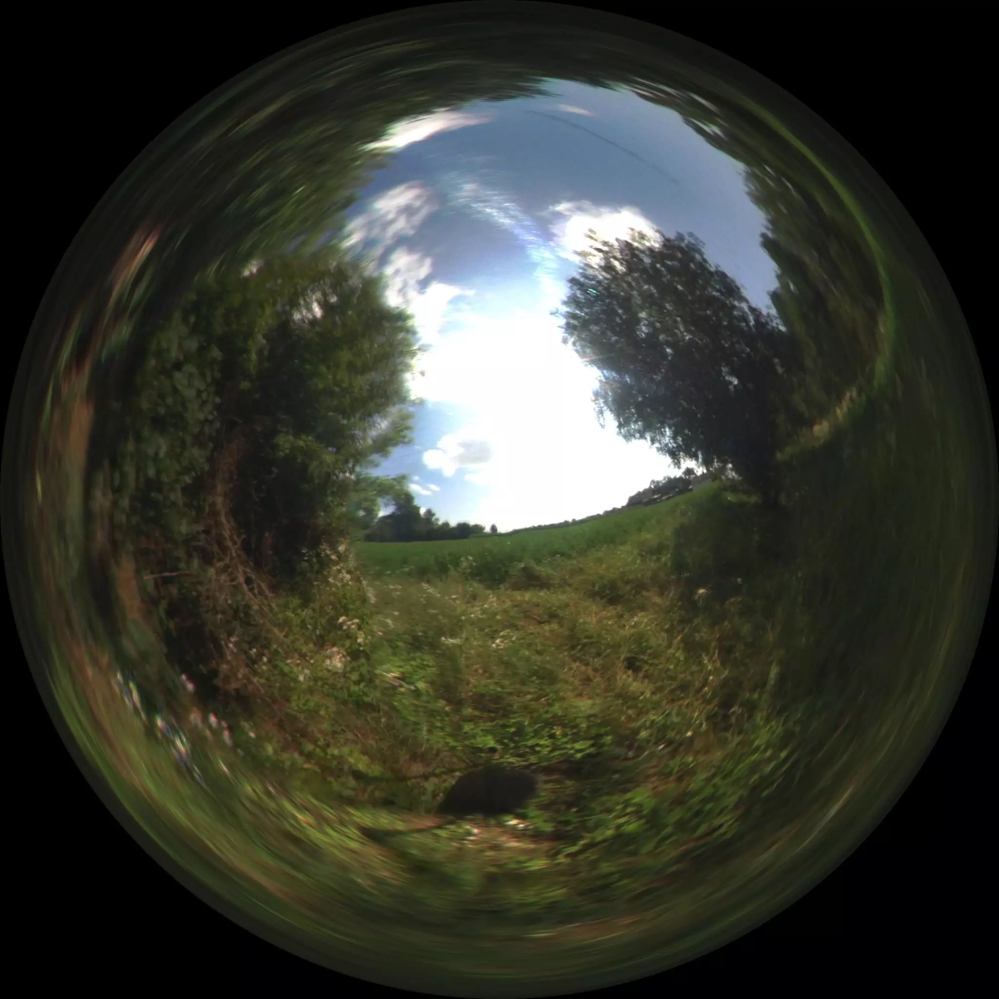 Countryside sunny day HDRi Texture_0