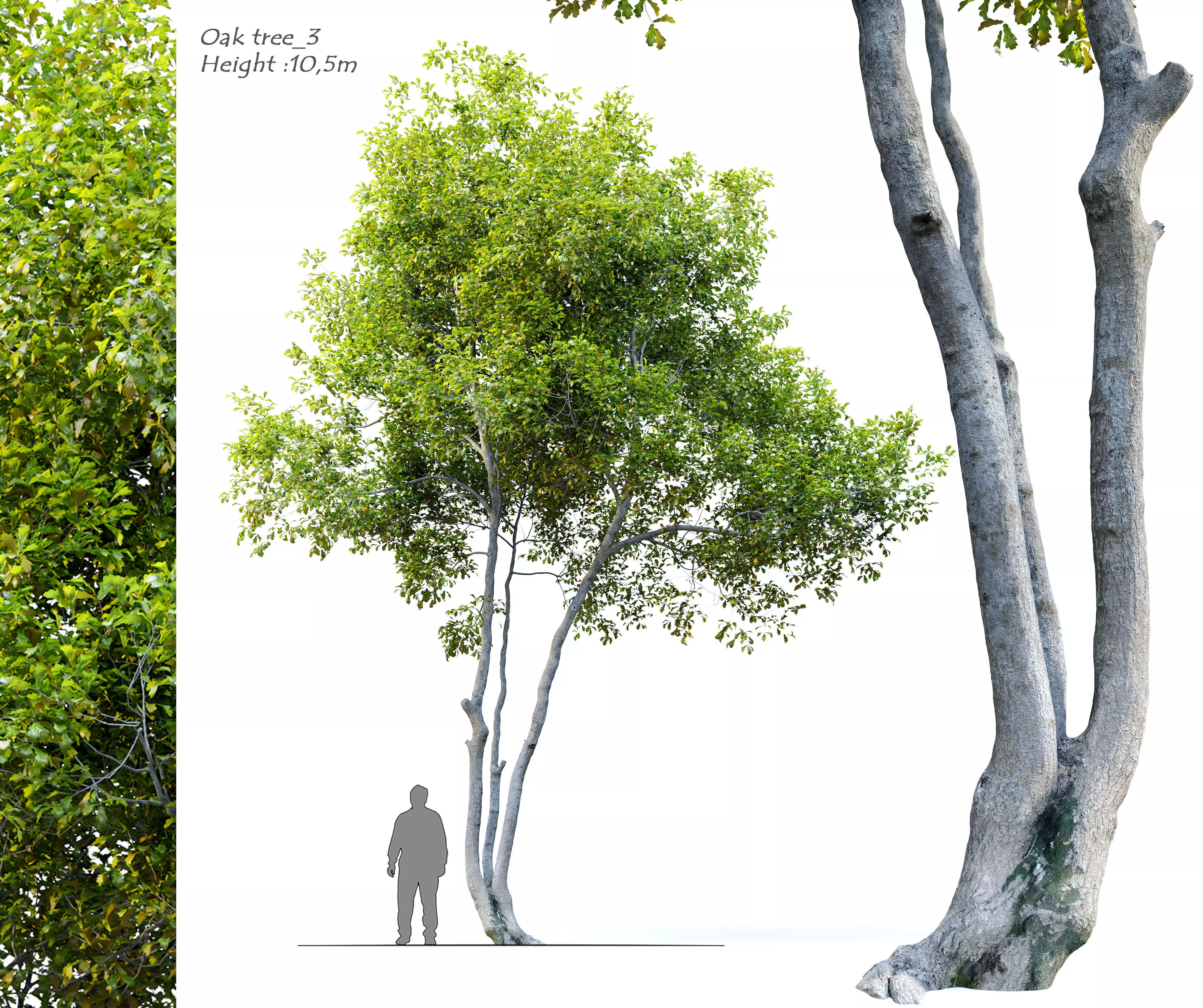 Oak Tree 3 3D model_0