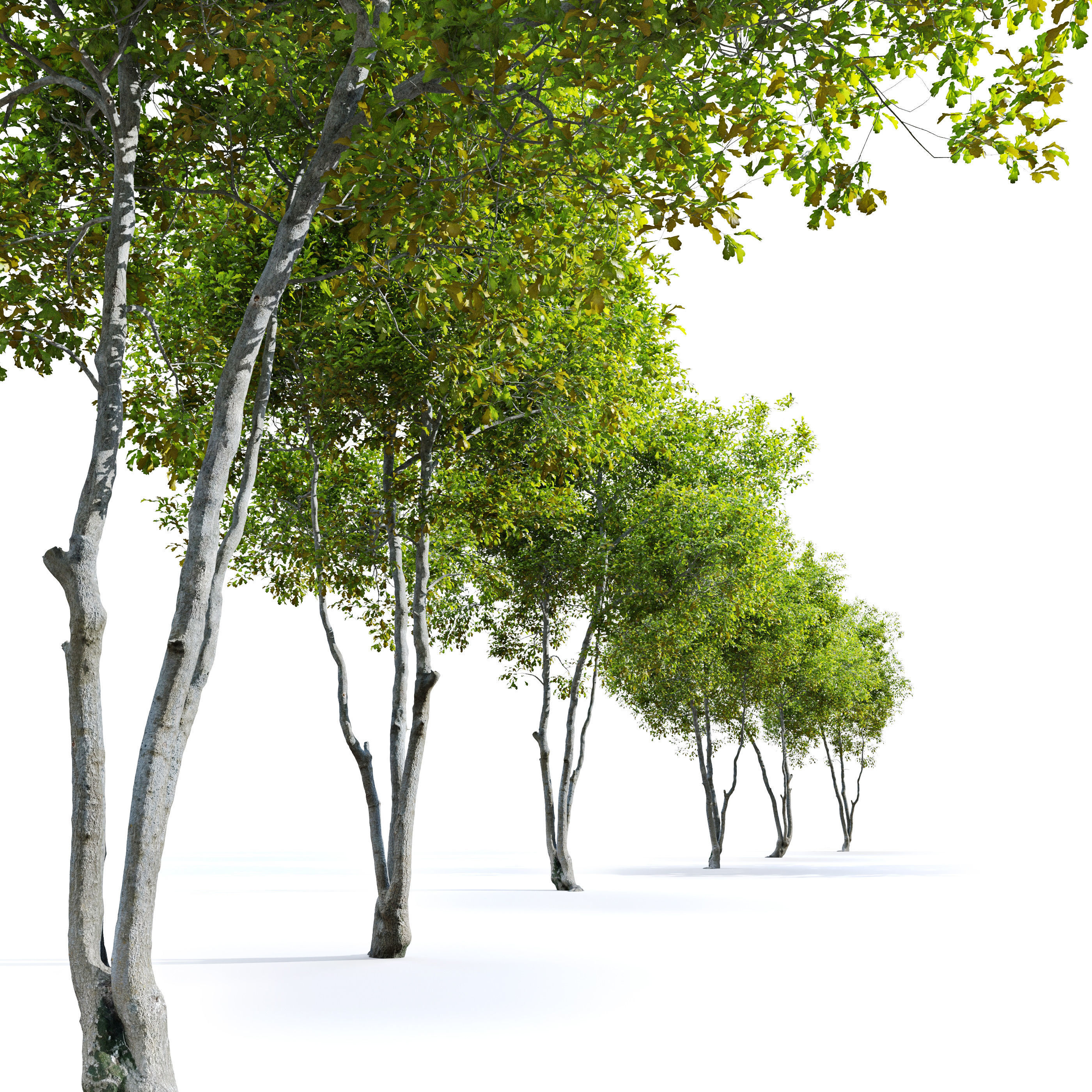 Oak Tree 3 3D model_1