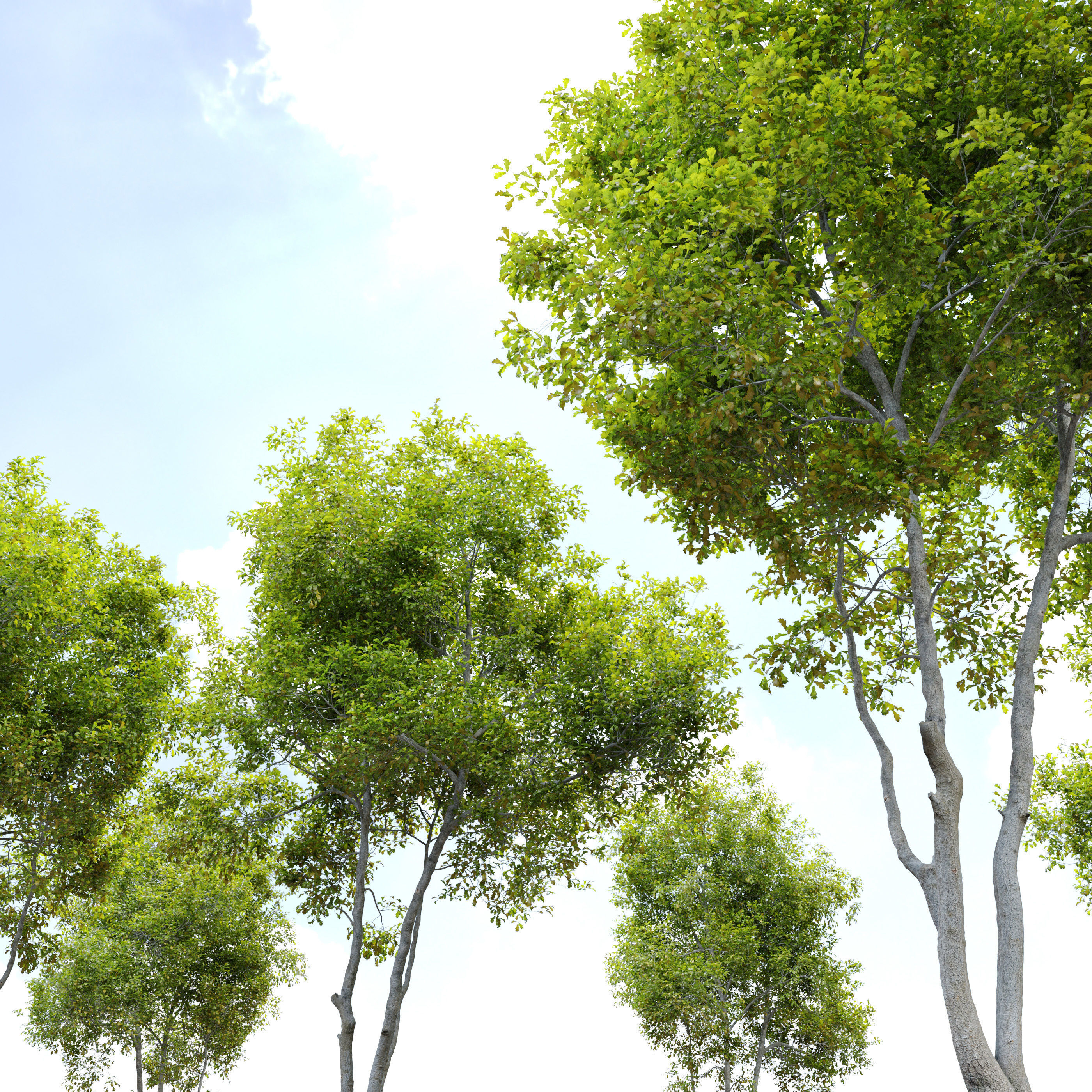 Oak Tree 3 3D model_2