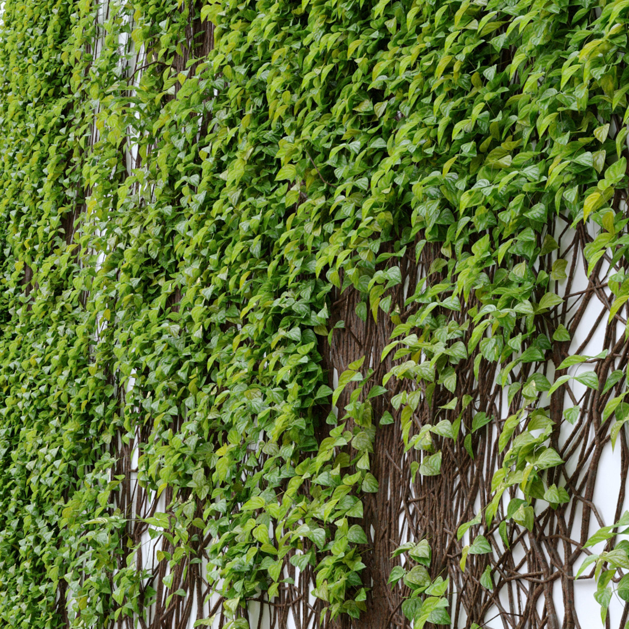 Vine plant 3D model_4