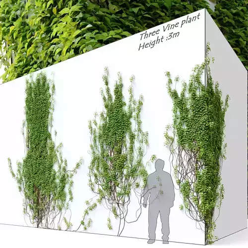 Vine plant 3D model