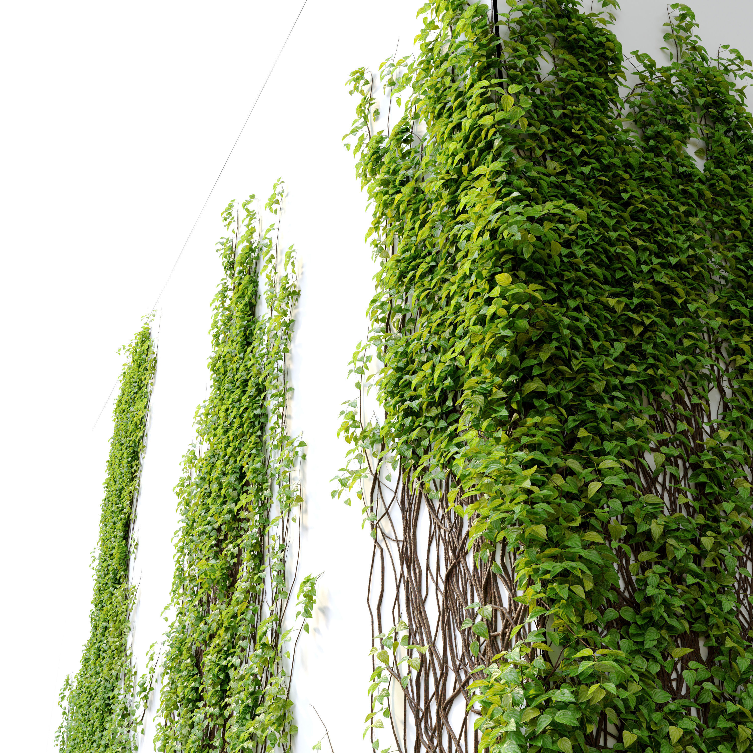 Vine plant 3D model_2