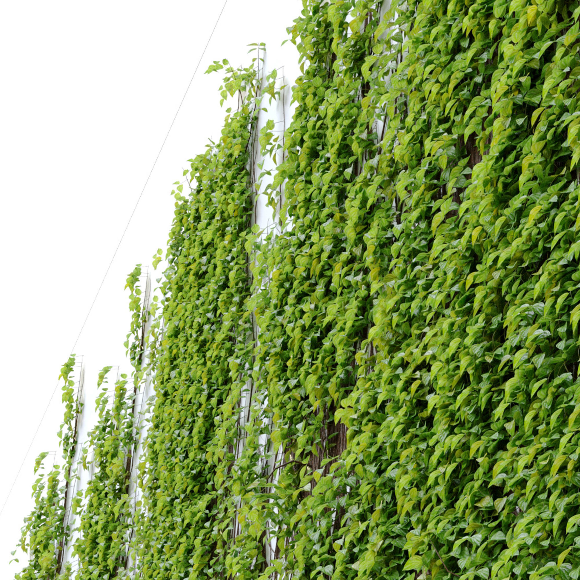 Vine plant 3D model_5