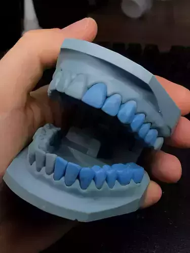Dental training model  Dental Sample model