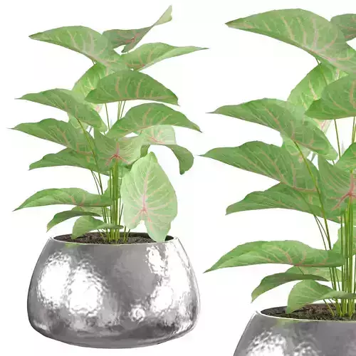 Plant pots- Caladium